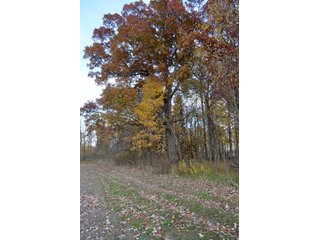 Property photo 60 - 127 Acres Offered in 8 Tracts - Allen & Dekalb County Land